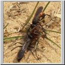 Anoplius viaticus - wegwespe-25.jpg